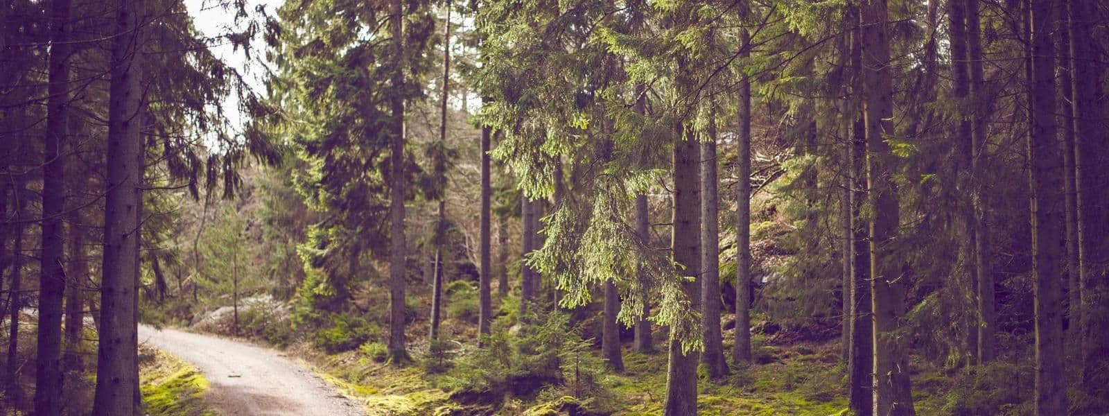 Portada de Espacio Tierra Viva