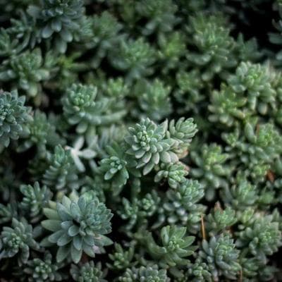 Foto de Estudio Raíces