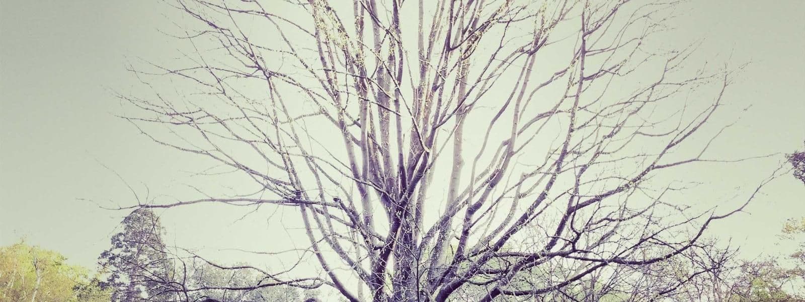 Portada de Gabriela Montaño Cruz