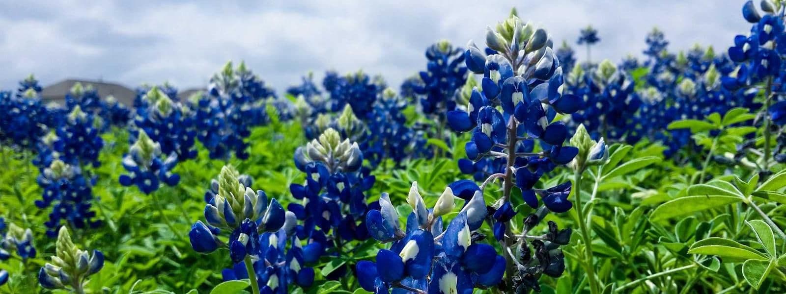 Portada de Marcos Quiroga Salinas