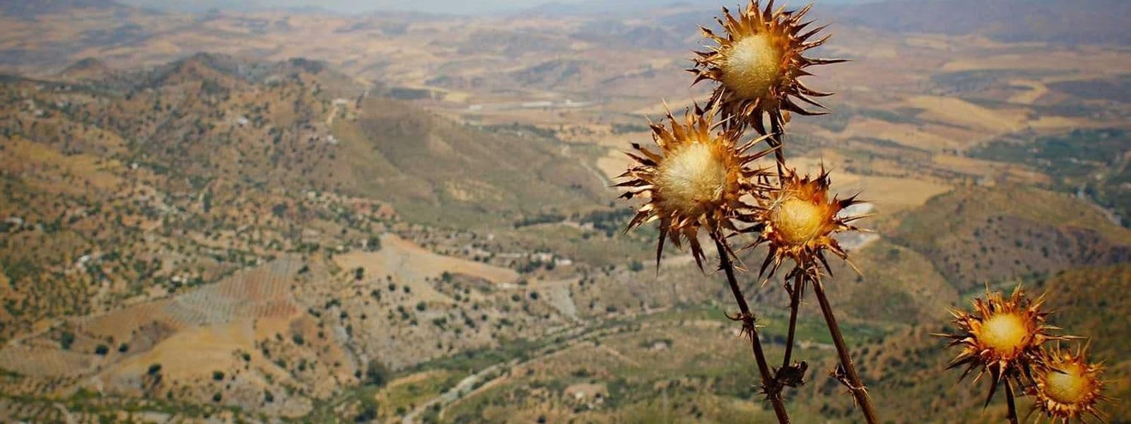 Portada de Roberto Cossío Pacheco